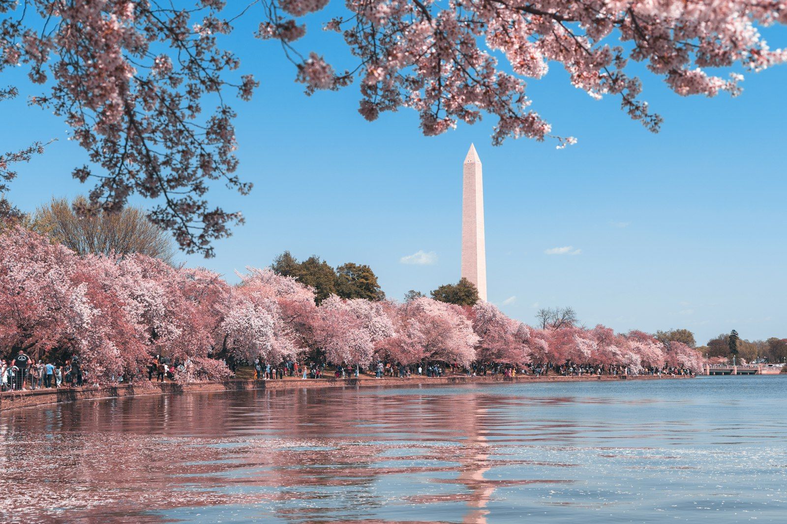 Washington Monument framed by cherry blossoms at the Tidal Basin